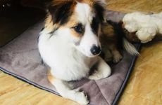 2023年属狗佩戴吉祥物 本命佛转运珠