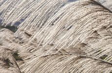 2022年白露几点几分几秒  2022年白露天宜做什么