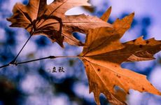 2023年黑兔年不好吗 历史上的黑兔年都有哪几年