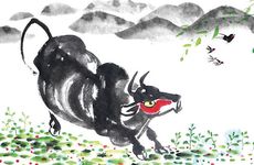 95年男猪和97年牛女婚配好吗