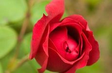 辛酉男真的花心吗 最佳婚配查询