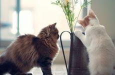 活人的枕头怎么扔