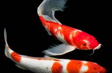 左眼跳财右眼跳灾解析