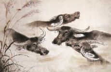 牛和虎婚配 97年牛和98虎年配吗