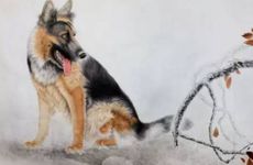 白狗为什么不能养3年