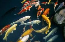 预兆家里将有大人物的预兆