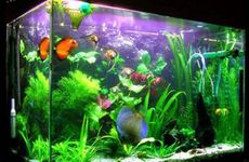 1974年属虎人鱼缸摆放