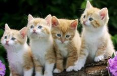 高考挂粽子有讲究吗