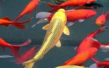 旧枕头芯怎么处理