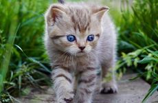 手机尾号是天医加生气怎么样?