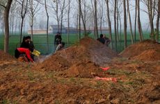 2025年3月25日农历二月二十六迁坟好吗