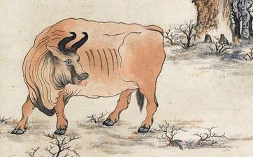 哪些年份属于水牛年？