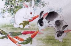 兔与兔的婚配如何