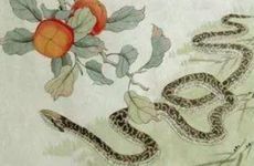 72年的鼠男和77年的蛇女相配吗