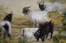 羊刃格身旺喜忌命局