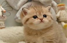 哪些物品不建议烧毁否则灾祸连连