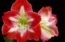 真正的紫气东来是西户吗