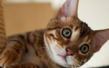 什么属相养猫能旺财