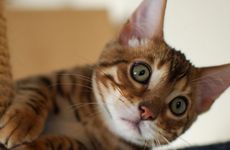 什么属相养猫能旺财