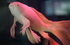 出门为什么不能走回头路