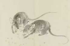 几点的老鼠最有福气