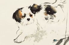 车撞到狗有哪些凶吉避讳