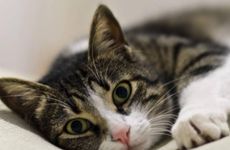 晚上家里来猫预示什么