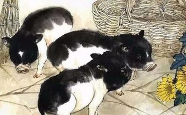 马和猪的属相合适吗？