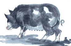 96鼠95猪婚配穷一辈吗