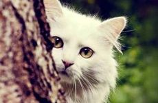 即将发大财的四征兆是什么