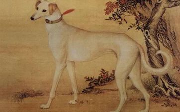 狗跟着人走是什么兆头