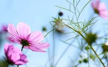 烂桃花一般会持续多久