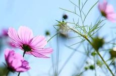 烂桃花一般会持续多久