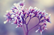 2026年谁有桃花劫