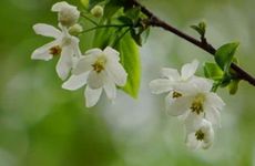 最招桃花的植物有哪些？