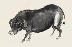 几月出生的水猪命好