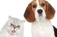 宠物馆如何取名大气