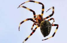 手机号8588和8688哪个好