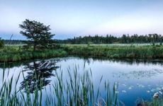 家里养龟单数好还是双数好呢