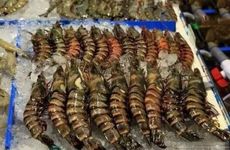 带星字的水产经销部店名什么好