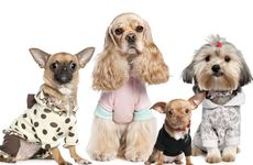 宠物馆大气简洁有文化底蕴店名