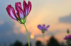 未时出生的属猪男女性格命运