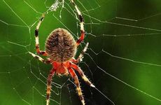 别人家的祠堂能不能拜