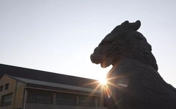 镇宅树之黄杨树木风水忌讳有什么