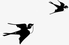 下午看见一只喜鹊代表什么