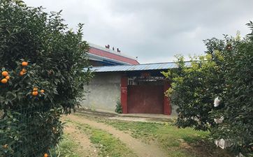风水中门前不栽竹屋后别种树