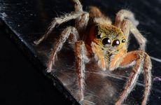 手机号3344好不好