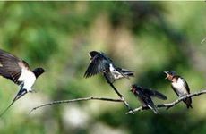 捅了燕子窝如何补救