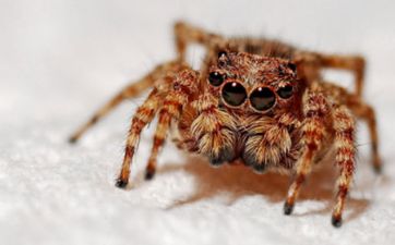 白事随份子的忌讳