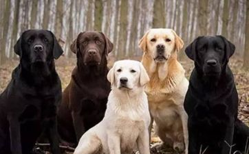 属猴的养啥宠物旺财呢 属猴的养啥宠物旺财呢